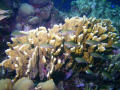   Klien Curacao South Reef. Very healthy Elkhorn coral abundant fish life. Reef life  